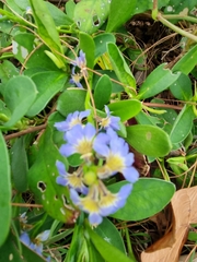 Scaevola calendulacea