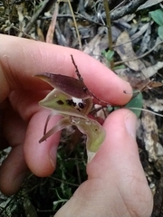 Chiloglottis gunnii