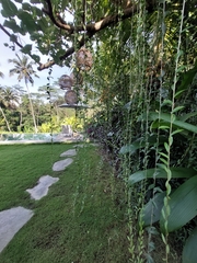 Tarlmounia elliptica