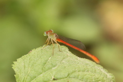 Ceriagrion aeruginosum