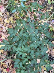 Aegopodium podagraria