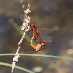 Rhodothemis lieftincki