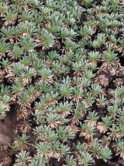 Petrophytum caespitosum