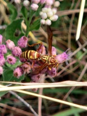 Polistes apachus