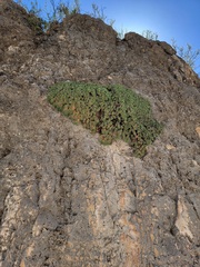 Petrophytum caespitosum