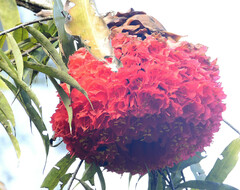 Brownea ariza