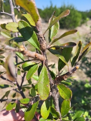 Sideroxylon lanuginosum