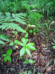Lilium distichum