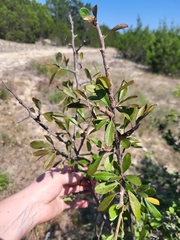 Sideroxylon lanuginosum