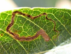 Stigmella longisacca