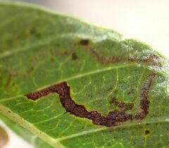 Stigmella longisacca