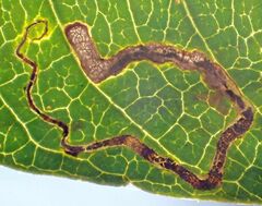 Stigmella longisacca