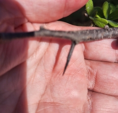 Sideroxylon lanuginosum