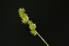 Carex cephalophora