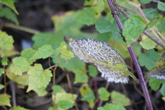 Verbena urticifolia