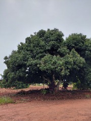 Mangifera indica
