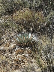 Agave parryi