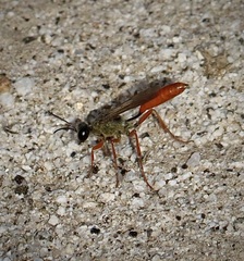 Podalonia argentipilis
