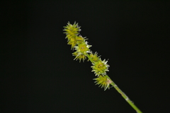 Carex cephalophora
