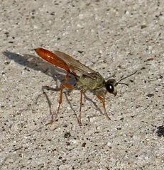 Podalonia argentipilis