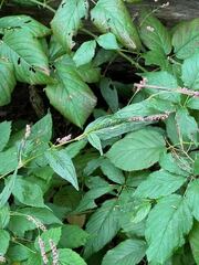 Persicaria barbata