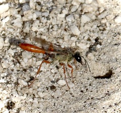 Podalonia argentipilis