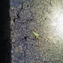 Macroteratura megafurcula