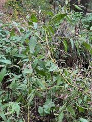 Persicaria barbata