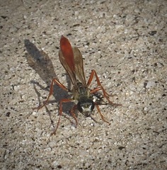Podalonia argentipilis