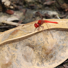 Diplacodes haematodes
