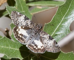 Chiomara georgina