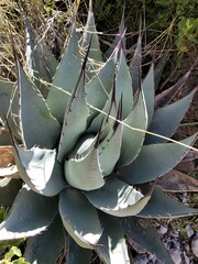 Agave parryi