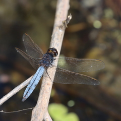 Crocothemis nigrifrons