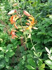 Lilium distichum