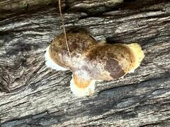 Reticularia
