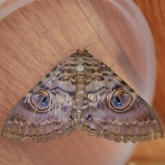 Speiredonia spectans