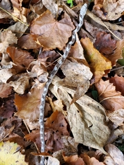Pantherophis alleghaniensis