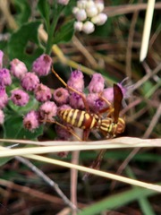 Polistes apachus