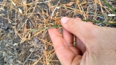 Juncus dichotomus