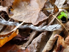 Pantherophis alleghaniensis