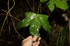 Brachychiton acerifolius