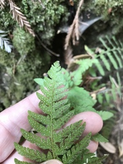 Polystichum dudleyi