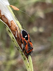 Lygaeus reclivatus