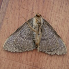 Speiredonia spectans