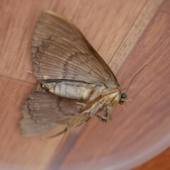 Speiredonia spectans