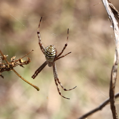 Argiope picta