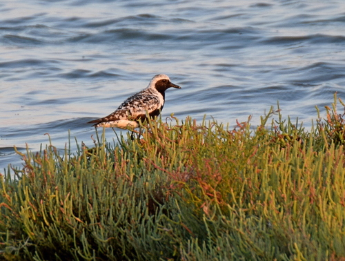 Chorlito gris (Pluvialis squatarola)