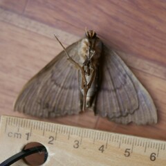 Speiredonia spectans