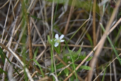 Moehringia lateriflora