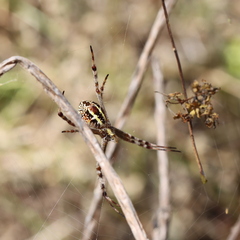 Argiope picta